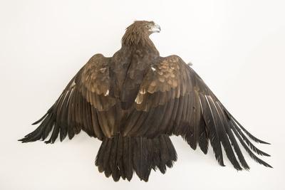 A Vulnerable Greater Spotted Eagle Aquila Clanga At The Plzen Zoo Photographic Print By Joel Sartore Artcom