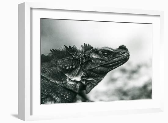 A Vulnerable Sailfin Lizard at London Zoo in 1928 (B/W Photo)-Frederick William Bond-Framed Giclee Print