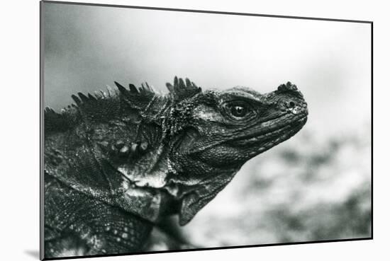 A Vulnerable Sailfin Lizard at London Zoo in 1928 (B/W Photo)-Frederick William Bond-Mounted Giclee Print