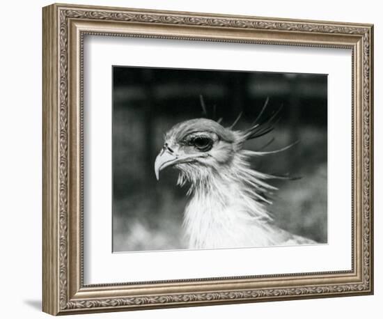 A Vulnerable Secretary Bird or Secretarybird, at London Zoo in 1928 (B/W Photo)-Frederick William Bond-Framed Giclee Print