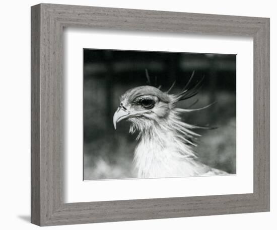 A Vulnerable Secretary Bird or Secretarybird, at London Zoo in 1928 (B/W Photo)-Frederick William Bond-Framed Giclee Print