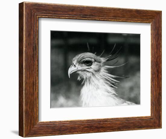 A Vulnerable Secretary Bird or Secretarybird, at London Zoo in 1928 (B/W Photo)-Frederick William Bond-Framed Giclee Print