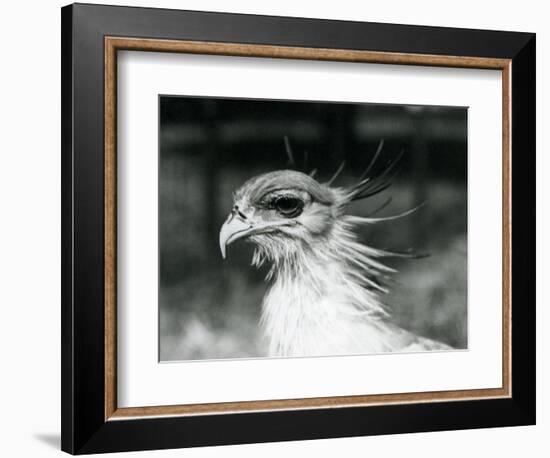 A Vulnerable Secretary Bird or Secretarybird, at London Zoo in 1928 (B/W Photo)-Frederick William Bond-Framed Giclee Print