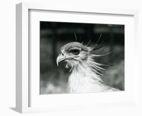 A Vulnerable Secretary Bird or Secretarybird, at London Zoo in 1928 (B/W Photo)-Frederick William Bond-Framed Giclee Print