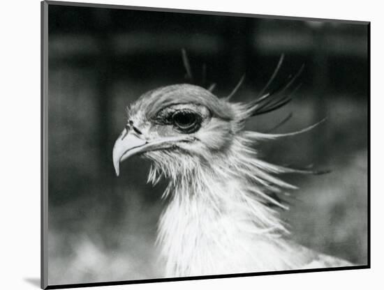 A Vulnerable Secretary Bird or Secretarybird, at London Zoo in 1928 (B/W Photo)-Frederick William Bond-Mounted Giclee Print