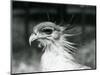 A Vulnerable Secretary Bird or Secretarybird, at London Zoo in 1928 (B/W Photo)-Frederick William Bond-Mounted Giclee Print