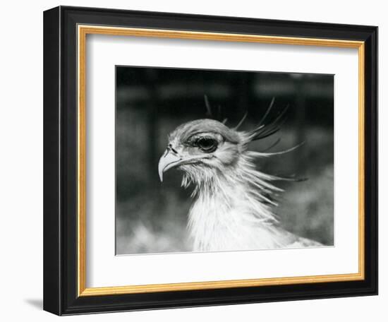 A Vulnerable Secretary Bird or Secretarybird, at London Zoo in 1928 (B/W Photo)-Frederick William Bond-Framed Giclee Print