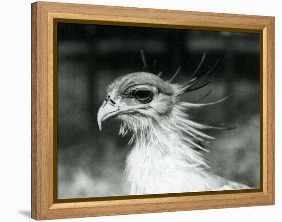 A Vulnerable Secretary Bird or Secretarybird, at London Zoo in 1928 (B/W Photo)-Frederick William Bond-Framed Premier Image Canvas