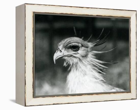 A Vulnerable Secretary Bird or Secretarybird, at London Zoo in 1928 (B/W Photo)-Frederick William Bond-Framed Premier Image Canvas