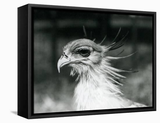 A Vulnerable Secretary Bird or Secretarybird, at London Zoo in 1928 (B/W Photo)-Frederick William Bond-Framed Premier Image Canvas