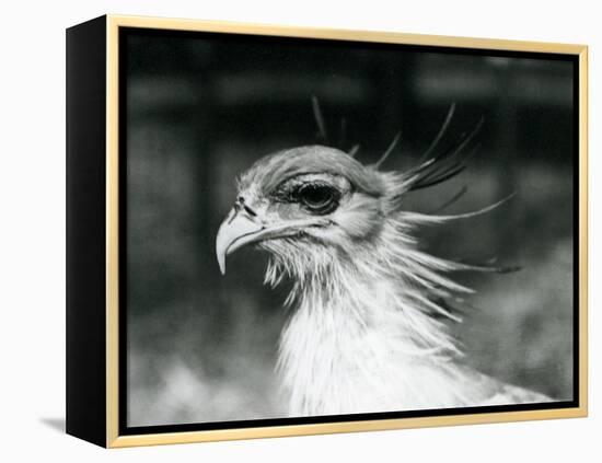 A Vulnerable Secretary Bird or Secretarybird, at London Zoo in 1928 (B/W Photo)-Frederick William Bond-Framed Premier Image Canvas