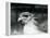 A Vulnerable Secretary Bird or Secretarybird, at London Zoo in 1928 (B/W Photo)-Frederick William Bond-Framed Premier Image Canvas