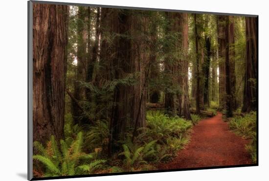 A Walk in the Woods I-Danny Head-Mounted Photographic Print