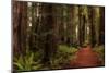 A Walk in the Woods I-Danny Head-Mounted Photographic Print