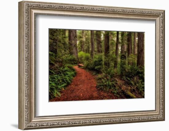 A Walk in the Woods II-Danny Head-Framed Photographic Print