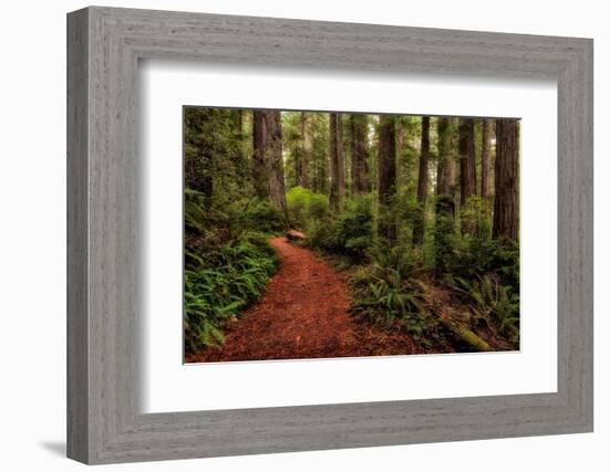 A Walk in the Woods II-Danny Head-Framed Photographic Print