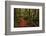 A Walk in the Woods II-Danny Head-Framed Photographic Print