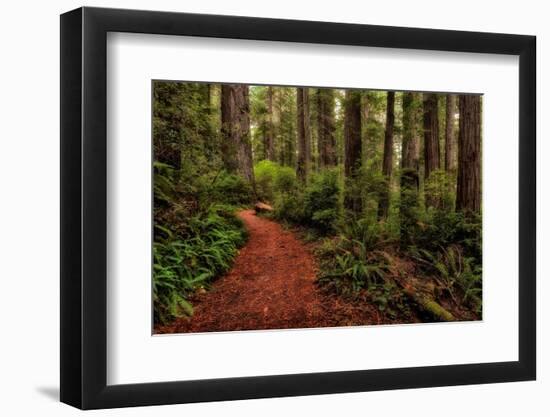 A Walk in the Woods II-Danny Head-Framed Photographic Print