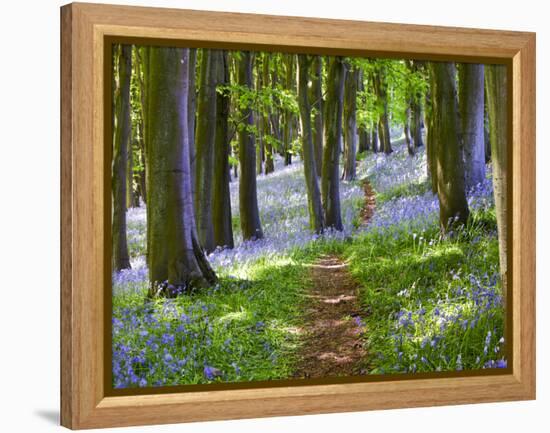 A Walk in the Woods-Doug Chinnery-Framed Premier Image Canvas