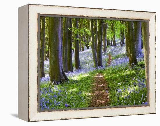 A Walk in the Woods-Doug Chinnery-Framed Premier Image Canvas