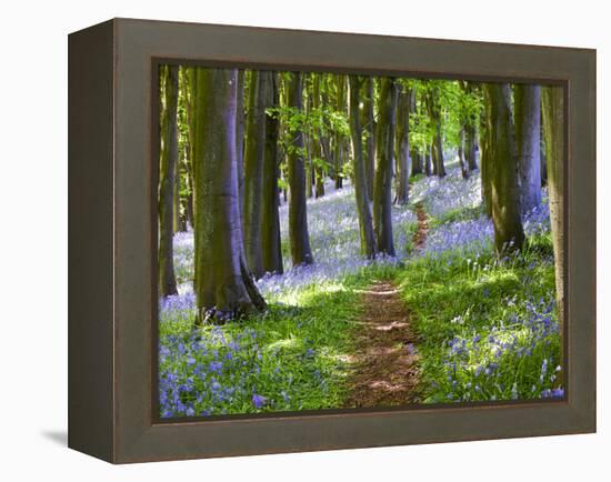 A Walk in the Woods-Doug Chinnery-Framed Premier Image Canvas