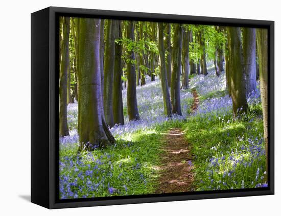 A Walk in the Woods-Doug Chinnery-Framed Premier Image Canvas