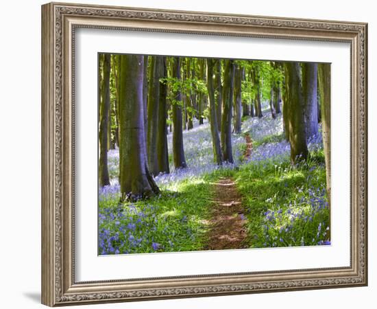 A Walk in the Woods-Doug Chinnery-Framed Photographic Print