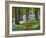 A Walk in the Woods-Doug Chinnery-Framed Photographic Print