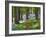 A Walk in the Woods-Doug Chinnery-Framed Photographic Print