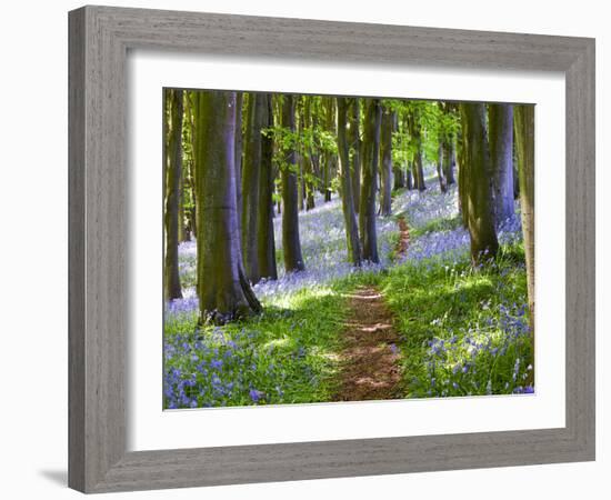 A Walk in the Woods-Doug Chinnery-Framed Photographic Print