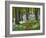 A Walk in the Woods-Doug Chinnery-Framed Photographic Print