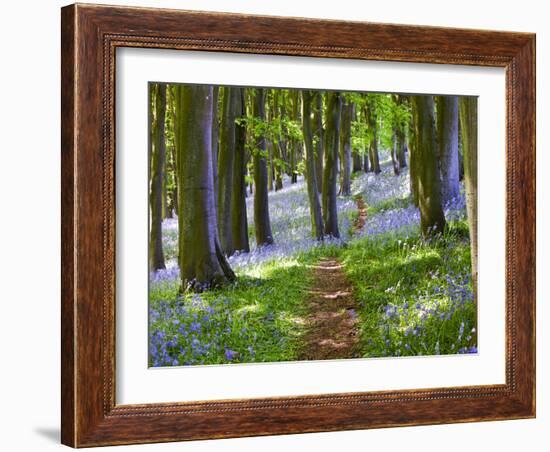 A Walk in the Woods-Doug Chinnery-Framed Photographic Print