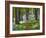 A Walk in the Woods-Doug Chinnery-Framed Photographic Print