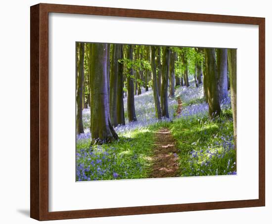 A Walk in the Woods-Doug Chinnery-Framed Photographic Print