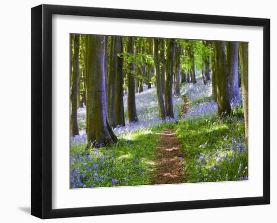 A Walk in the Woods-Doug Chinnery-Framed Photographic Print