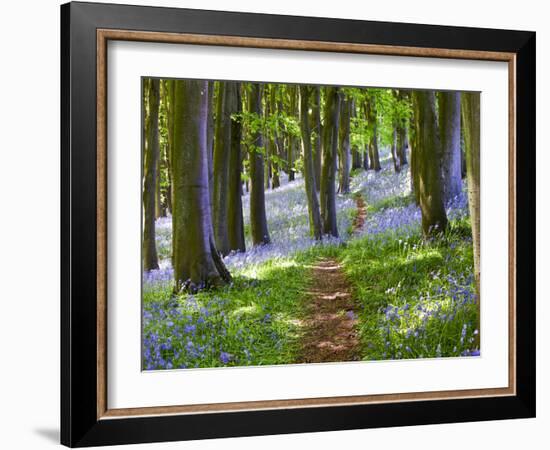 A Walk in the Woods-Doug Chinnery-Framed Photographic Print