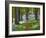 A Walk in the Woods-Doug Chinnery-Framed Photographic Print