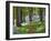 A Walk in the Woods-Doug Chinnery-Framed Photographic Print