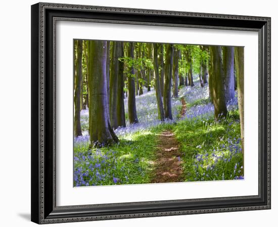 A Walk in the Woods-Doug Chinnery-Framed Photographic Print