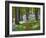 A Walk in the Woods-Doug Chinnery-Framed Photographic Print