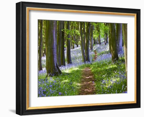 A Walk in the Woods-Doug Chinnery-Framed Photographic Print