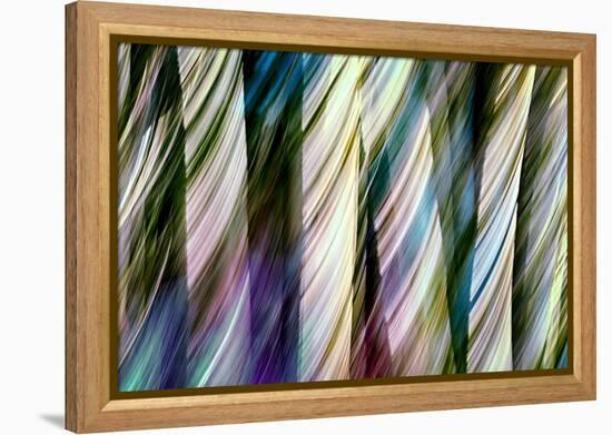 A Walk in the Woods-Ursula Abresch-Framed Premier Image Canvas