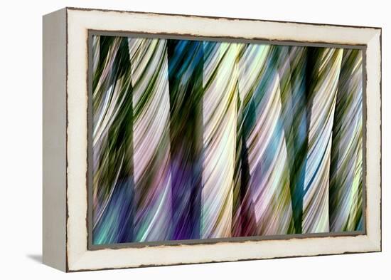 A Walk in the Woods-Ursula Abresch-Framed Premier Image Canvas