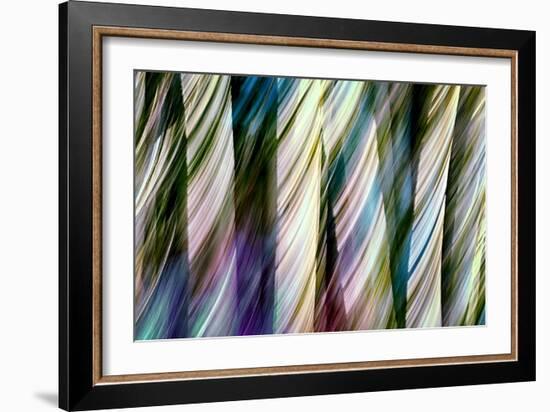 A Walk in the Woods-Ursula Abresch-Framed Photographic Print