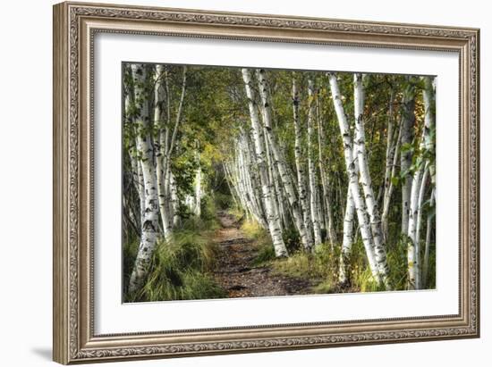 A Walk Through the Birch Trees-Danny Head-Framed Art Print
