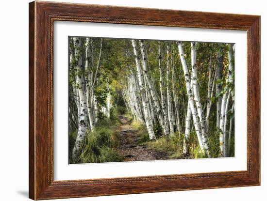 A Walk Through the Birch Trees-Danny Head-Framed Art Print