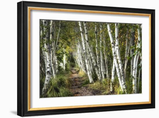 A Walk Through the Birch Trees-Danny Head-Framed Art Print