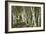 A Walk Through the Birch Trees-Danny Head-Framed Art Print