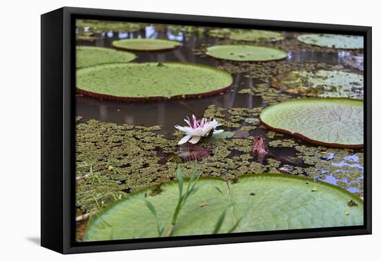 A water lily amongst water lily pads, Colombia, South America-Nando Machado-Framed Premier Image Canvas