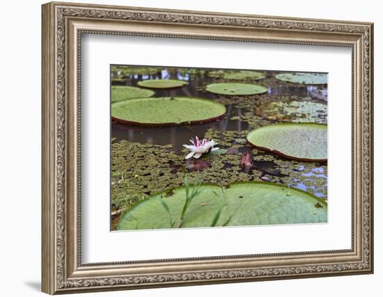 A water lily amongst water lily pads, Colombia, South America-Nando Machado-Framed Photographic Print
